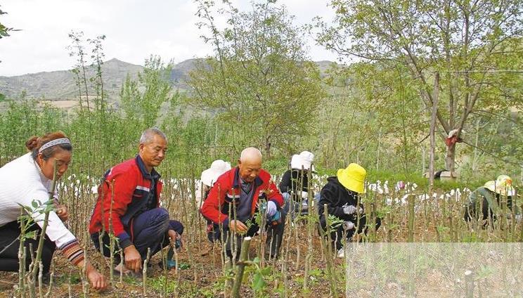 凤县无刺花椒有“钱”景